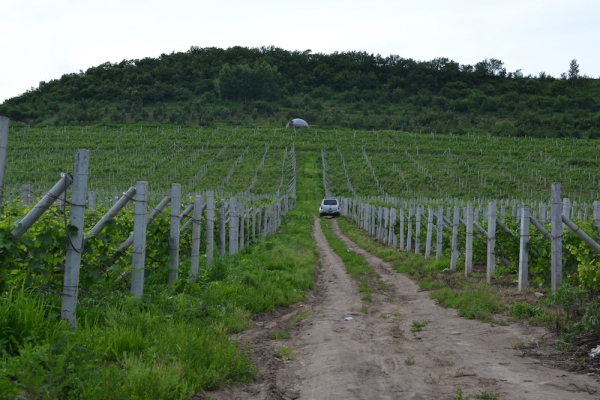 加拿大十大著名冰酒是什么,哪个国家酿造的冰酒好
