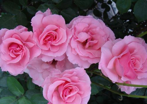 蔷薇杆什么时候嫁接月季最好,正确嫁接果树方法