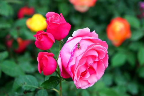 蔷薇杆什么时候嫁接月季最好,正确嫁接果树方法