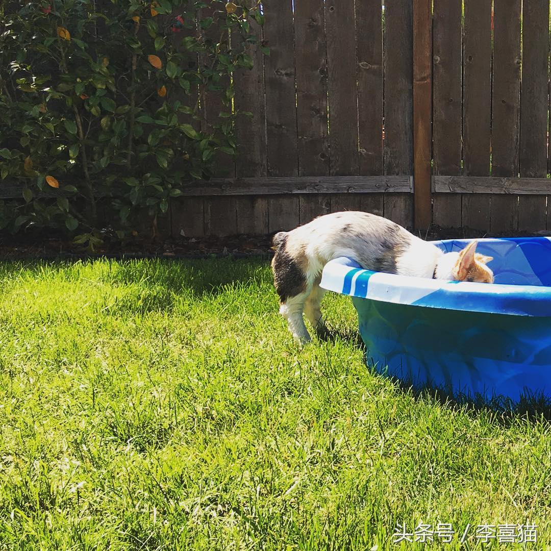 不要小瞧人家柯基的小短腿,柯基撞到了腿一瘸一拐还能跑