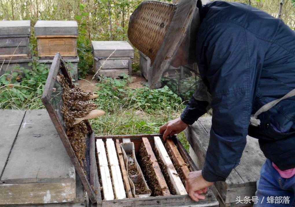 蜜蜂养殖需要几个蜂箱,蜜蜂养殖技术怎样移箱