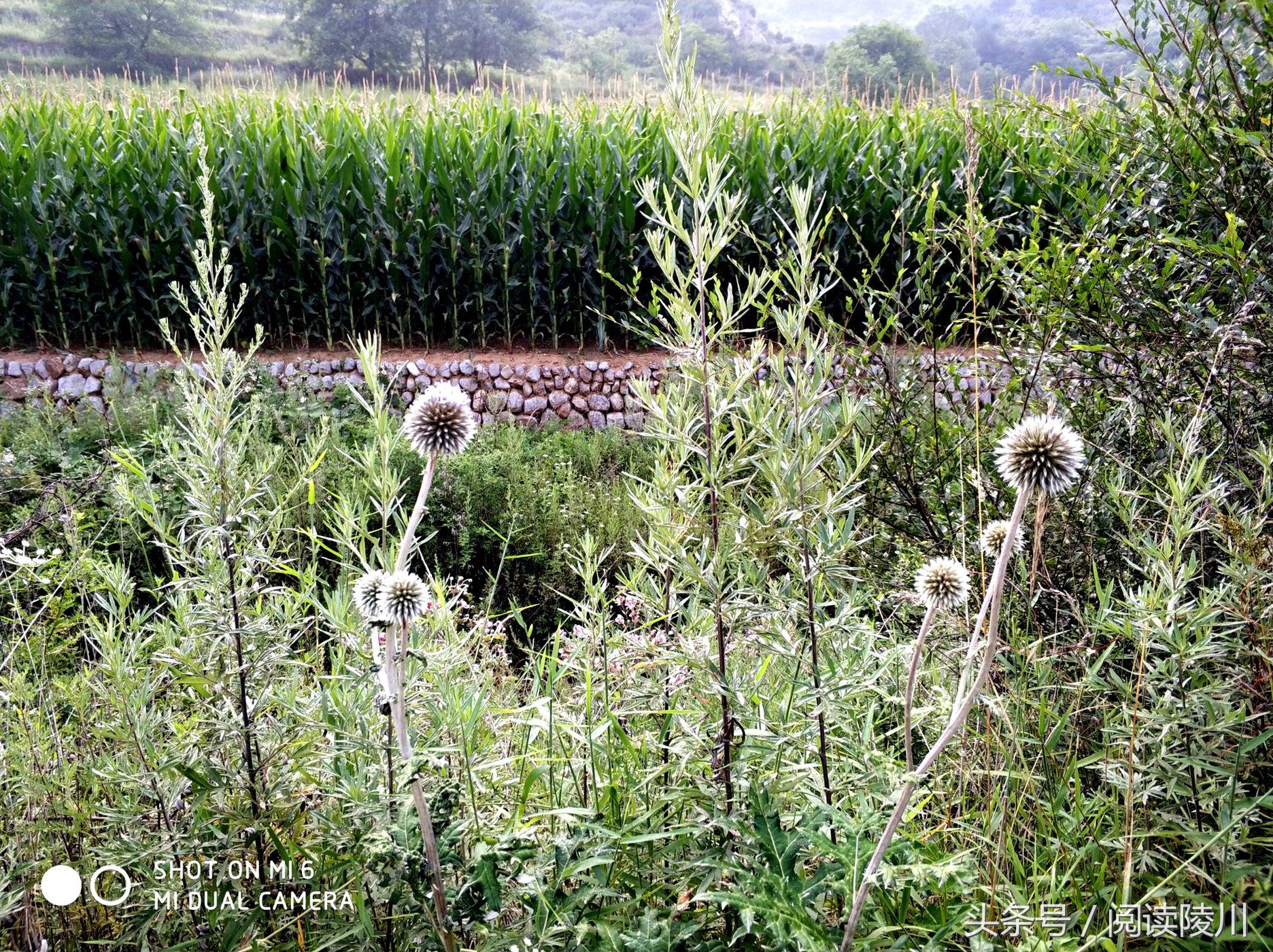 小乡村的夏天安静又惬意,陵川夏天生活