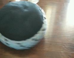 狗狗有七十二般变化，养一只就像开了一家动物园