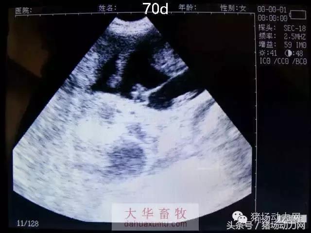 母猪b超图像如何看,怀孕100天的母猪b超影像