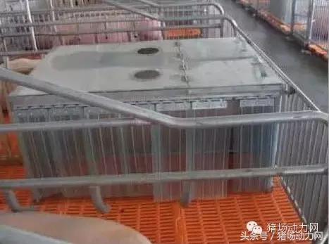 猪场分娩舍有哪些重点,猪场正常分娩接产的操作流程