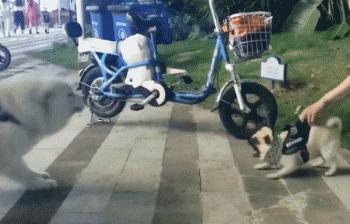 舞蹈专业的女生好找对象吗,舞蹈系的女生怎么样