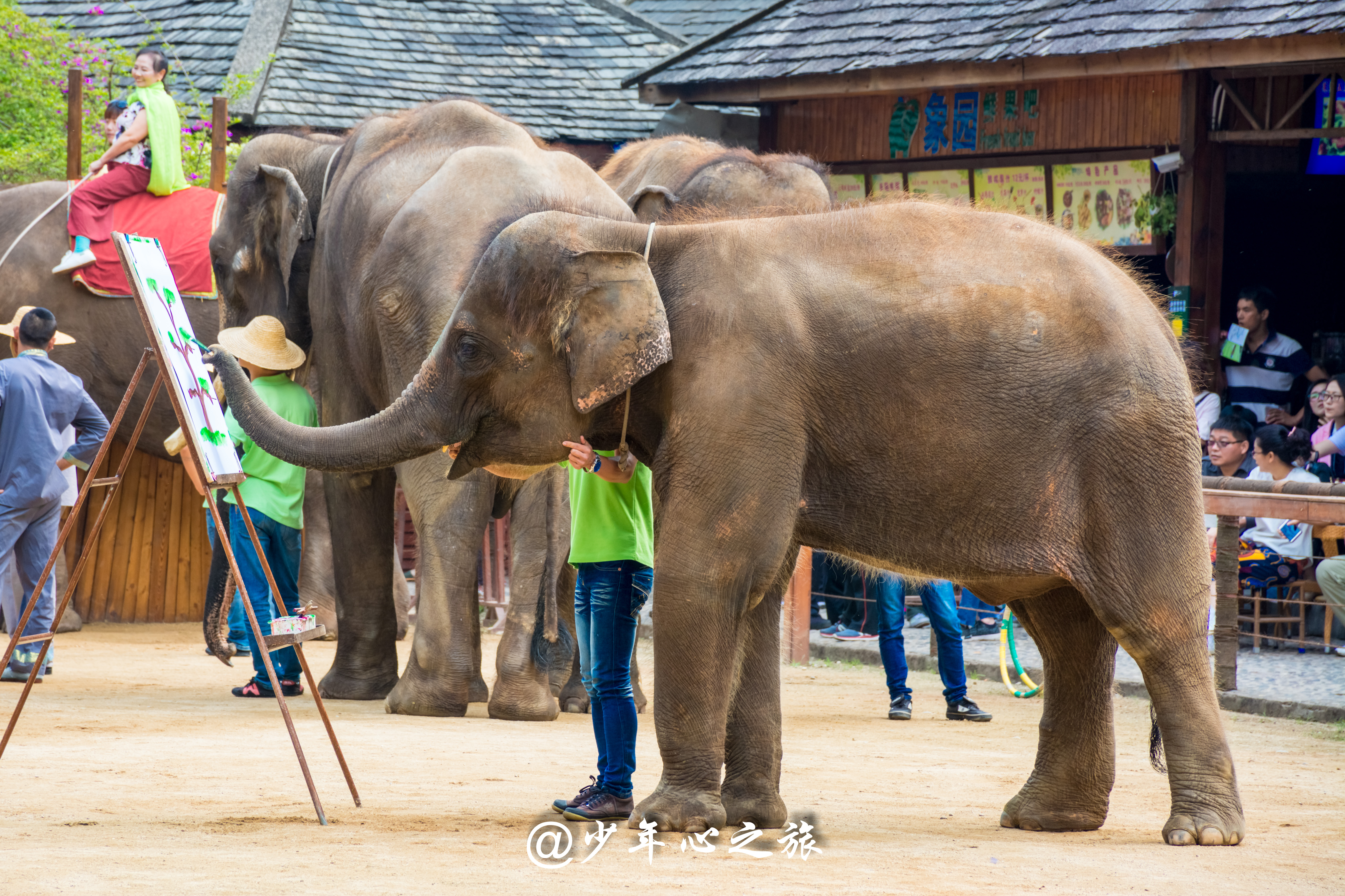 西双版纳必打卡三大景点,西双版纳必须打卡的景点