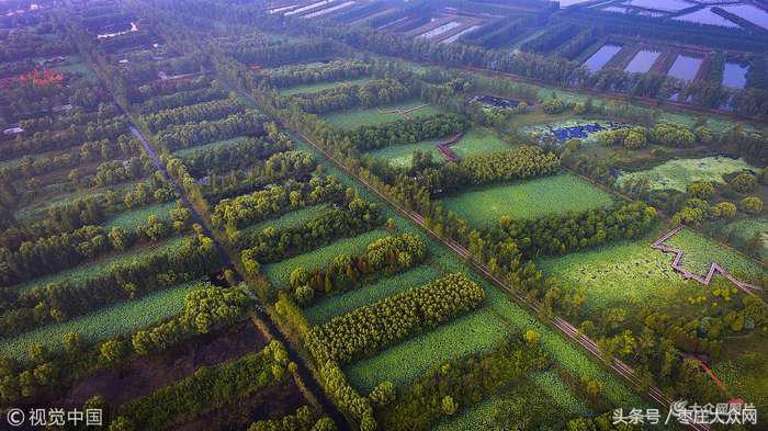 滕州微山湖红荷湿地摄影攻略,滕州微山湖湿地红荷宣传片