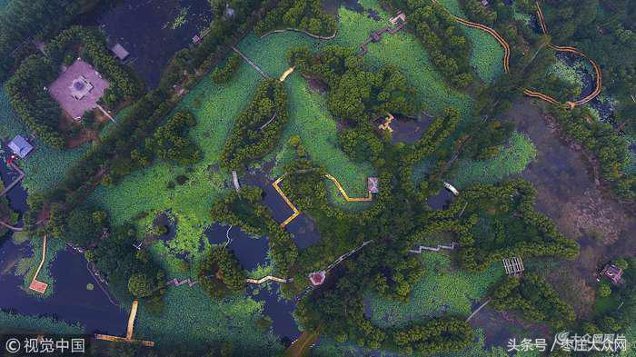 红荷湿地微山湖八月份还有荷花吗,山东微山湖红荷湿地公园荷花