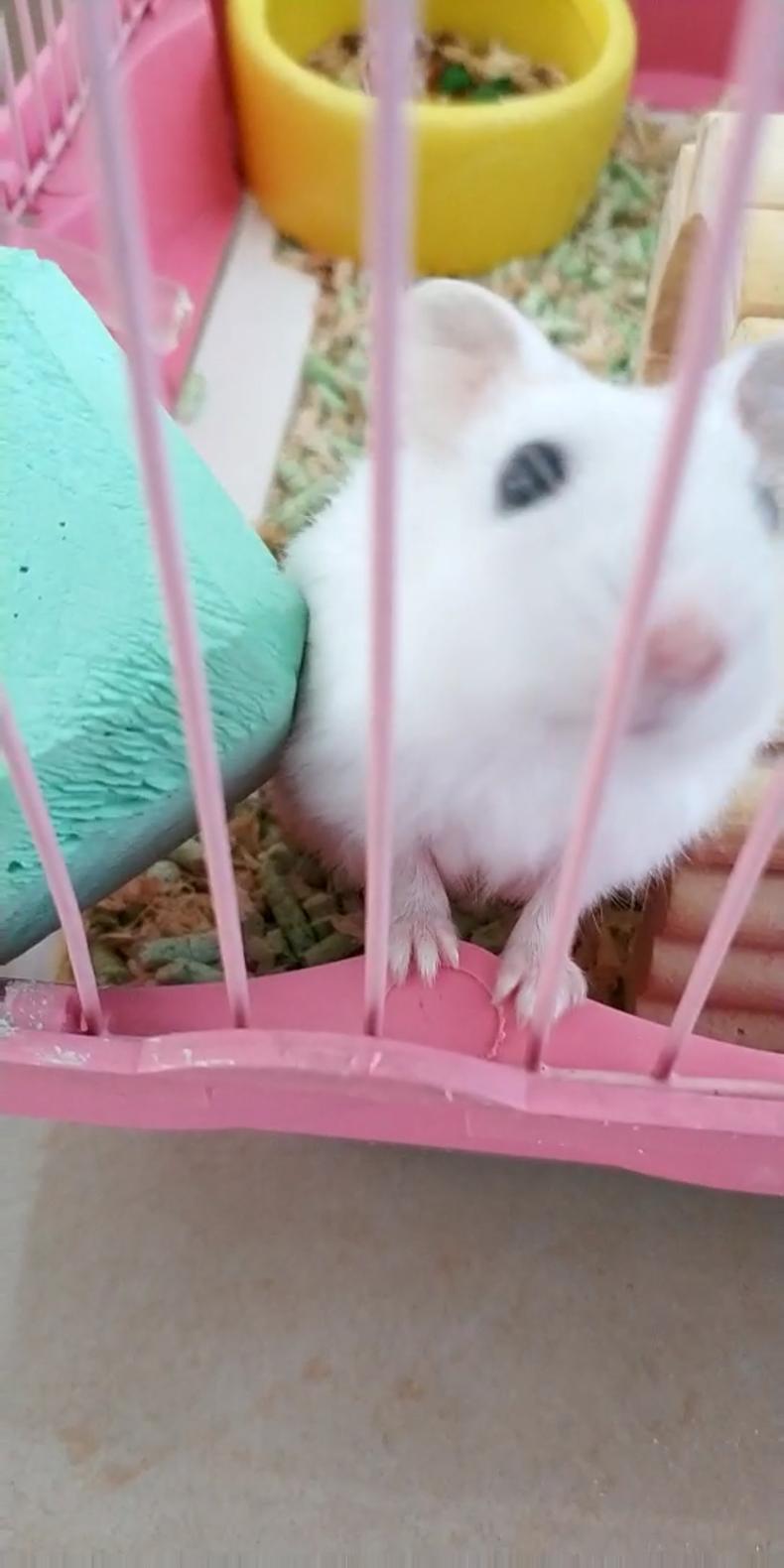 仓鼠从高处坠落一动不动,仓鼠从高空坠地后会有什么表现