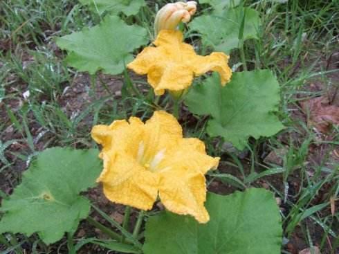 板栗南瓜长不大就掉了,南瓜结的小瓜长不大就掉怎么回事