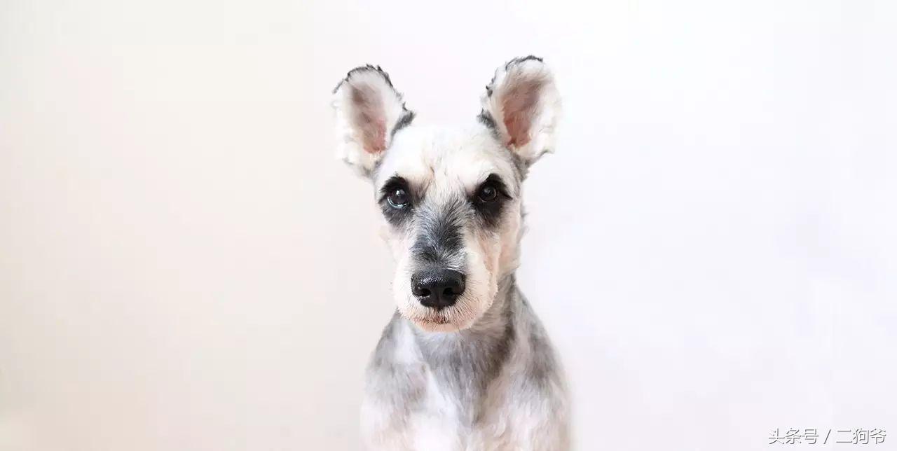 聊城爱犬通办狗证,济南市民为爱犬办狗证