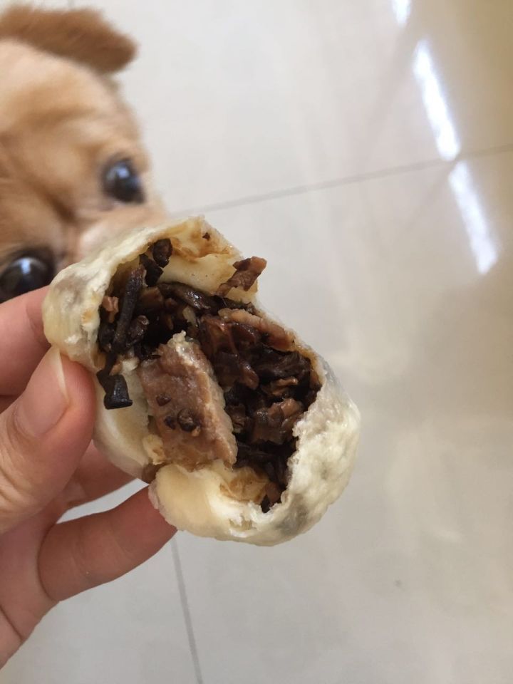 狗狗得胃溃疡怎么办,狗狗因为生病饿着