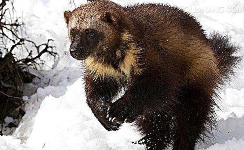 非洲蜜獾天不怕地不怕,我国这三种也不是吃素的,金刚狼原型是它