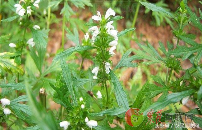 农村随处可见的益母草，对女人竟然这么重要