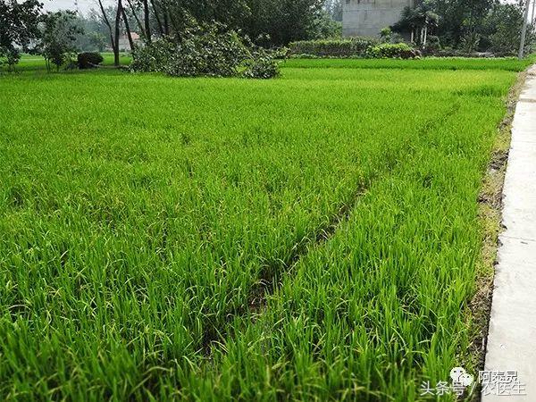 严重药害事件的处理办法,农作物遇到的药害怎么解除