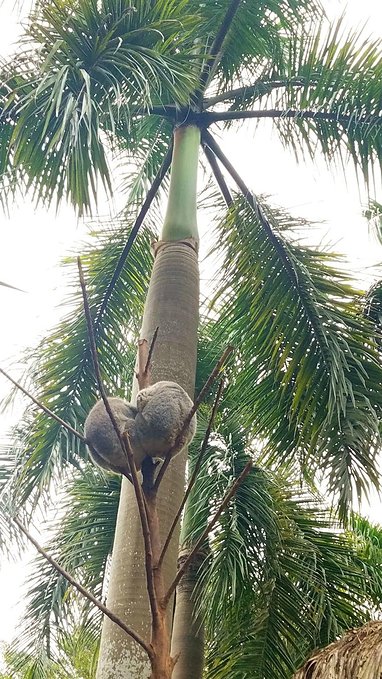 长隆广州野生动物园带娃游玩攻略,一大一小亲子游长隆野生动物园