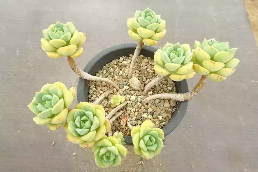 夏季多肉黑根烂根怎么处理,多肉赤腐病的处理方法