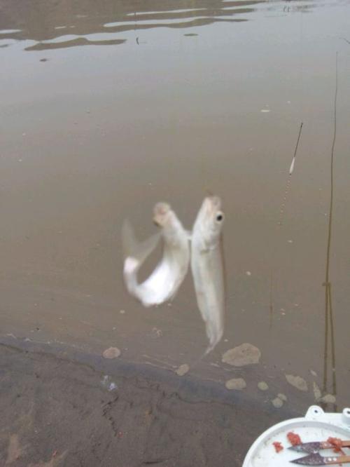 野钓狂拉技巧,钓小白条拉饵技巧