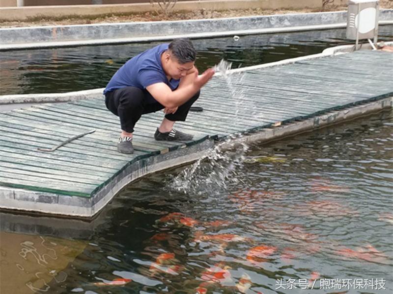 锦鲤鱼池需要什么过滤设备好,锦鲤鱼池过滤设备哪种好