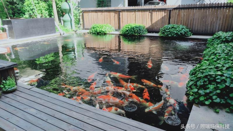 锦鲤鱼池过滤系统教程全过程,锦鲤鱼池过滤系统推荐