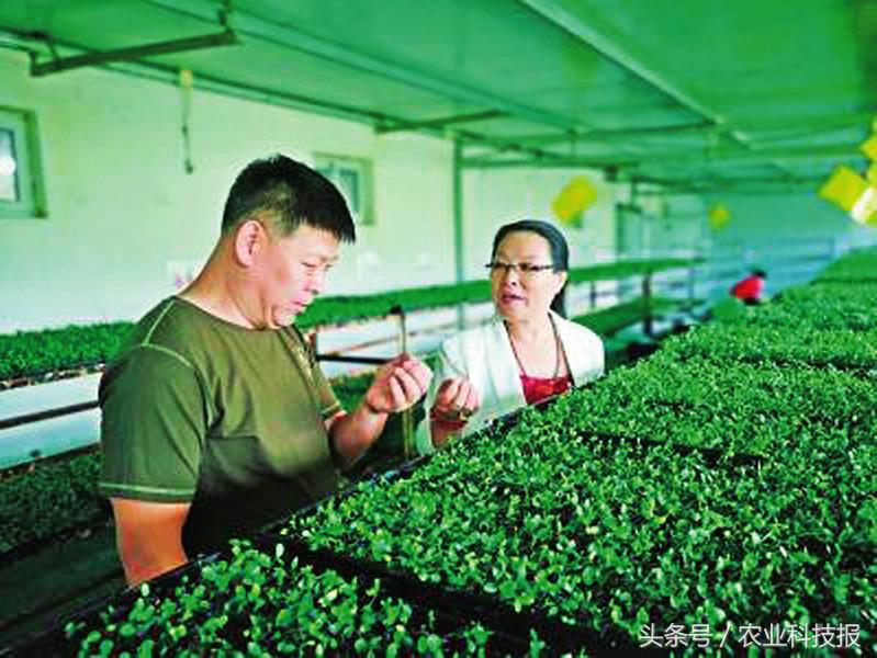 纸上种菜未来发展,纸上种菜效益也可观