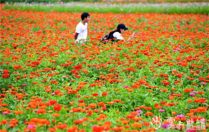 罗平七色花海,广东罗平七彩花田
