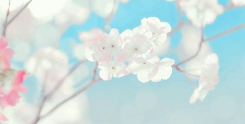 开花店需要学习哪些花艺,想开花店应该怎么学习花艺