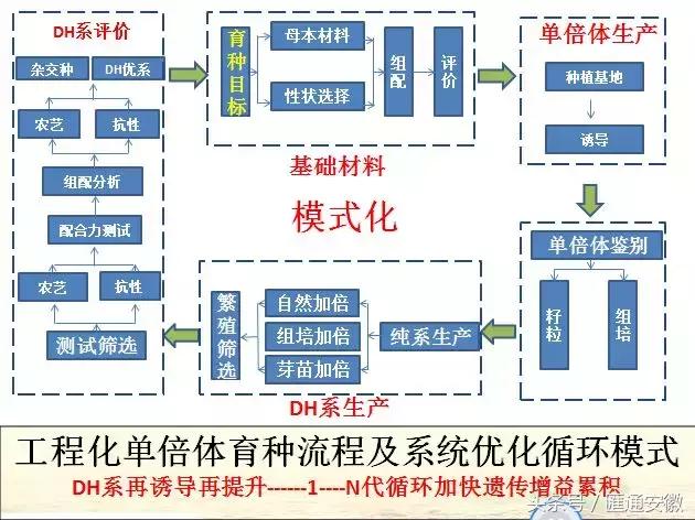 仅两年！让一个垂死品种销量达到120万亩，丰大做到了