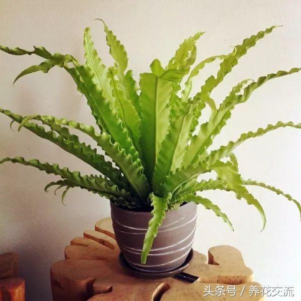 适合办公室桌上的盆栽植物图片,适合办公室桌面容易养的植物