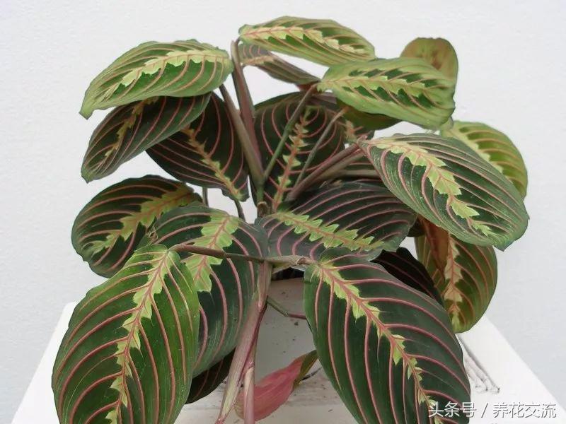 适合办公室桌上的盆栽植物图片,适合办公室桌面容易养的植物