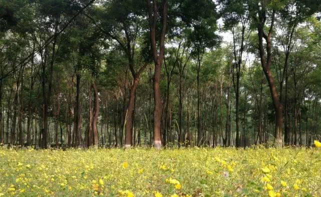 北京哪些公园对18岁以下免费,北京60岁以上老人免费公园明细