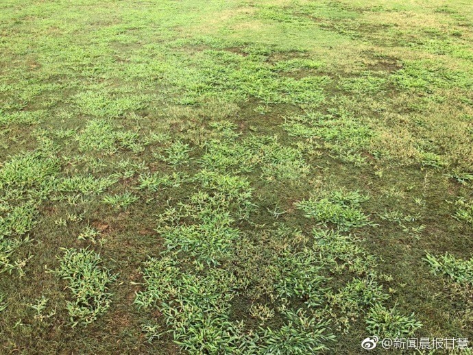 河南建业足球草皮,河南建业草皮