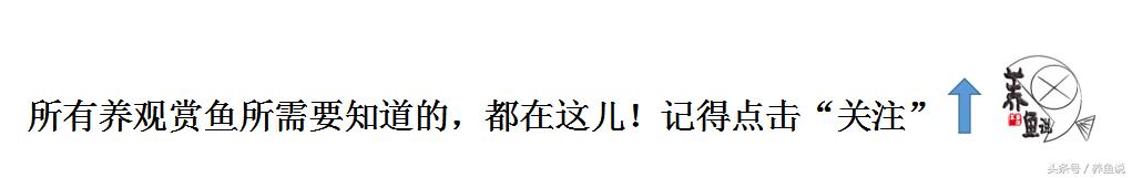 南方养什么观赏鱼不吃水草,南方适合养什么观赏鱼