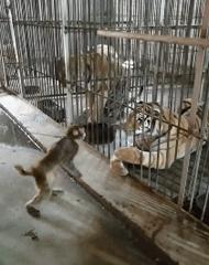 几十元的扭扭车,硬是被你开出了几百万豪车的感觉