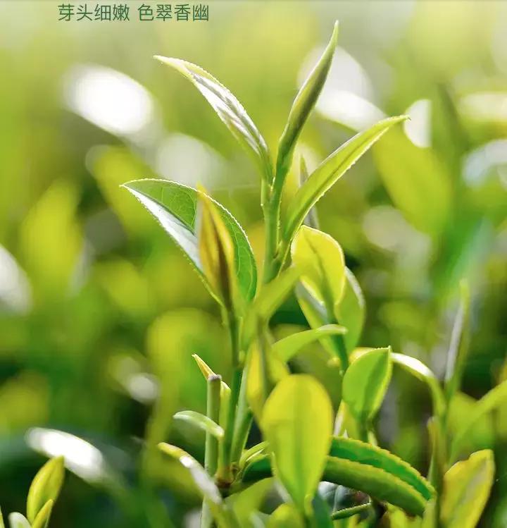 99元一斤半信阳毛尖是真的吗,网上几十元一斤的信阳毛尖