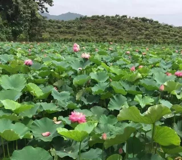 重庆冬天适合去哪个农家乐,重庆农家乐冬天一日游
