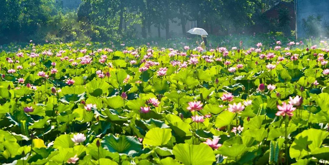 「老赵说事」身在明港感受美丽乡村的变迁