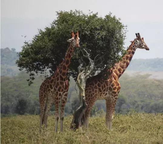 东非动物大迁徙记录完整版,东非野生动物大迁徙纪录片