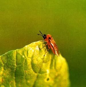 农作物害虫大全及防治,蔬菜害虫图片大全集