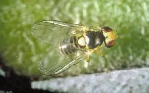 农作物害虫大全及防治,蔬菜害虫图片大全集