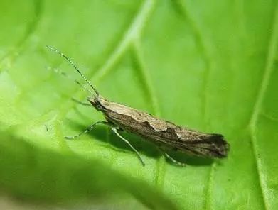 8种农药防治蔬菜害虫的药效试验,蔬菜害虫最佳防治方法