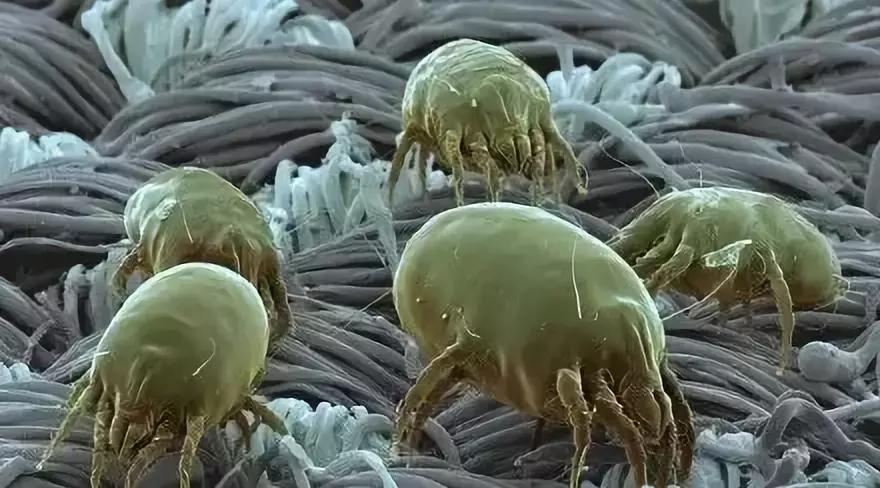 狗狗长虫子了吃什么药,狗狗长虫了用啥洗澡