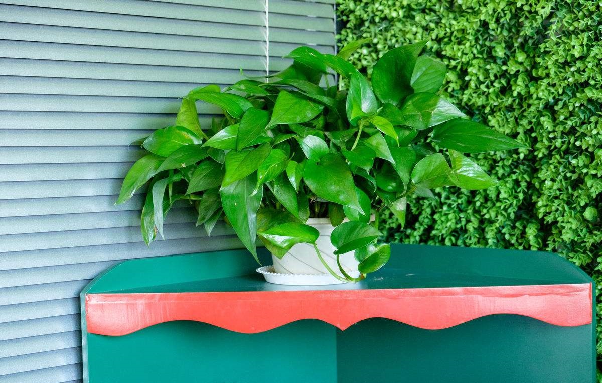 快死绿萝用了这3种水,不仅能救活,还能疯长爆盆!