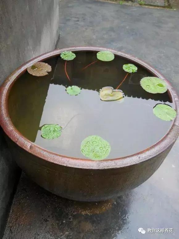 为了种花，老婆把老家的水缸偷来了，骗老妈说腌咸菜！