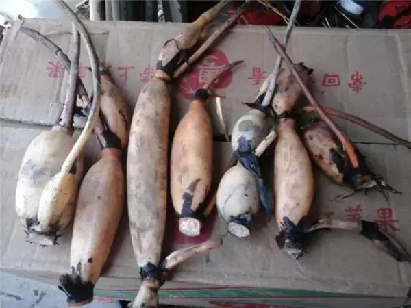 为了种花，老婆把老家的水缸偷来了，骗老妈说腌咸菜！