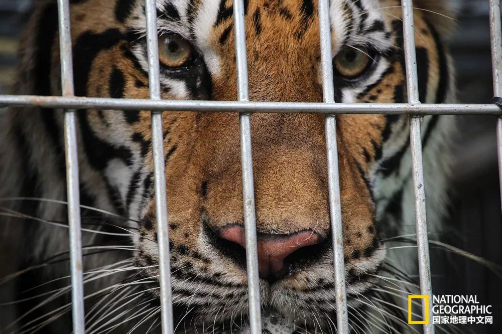 国家地理历史解密,国家地理老虎的复仇