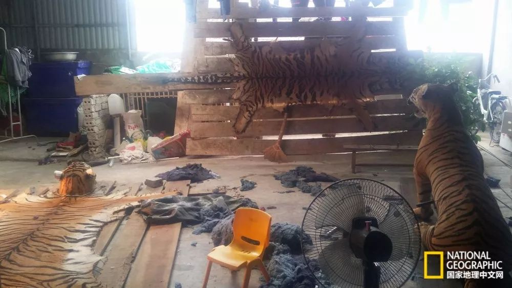 国家地理历史解密,国家地理老虎的复仇