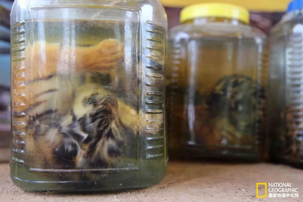 国家地理历史解密,国家地理老虎的复仇
