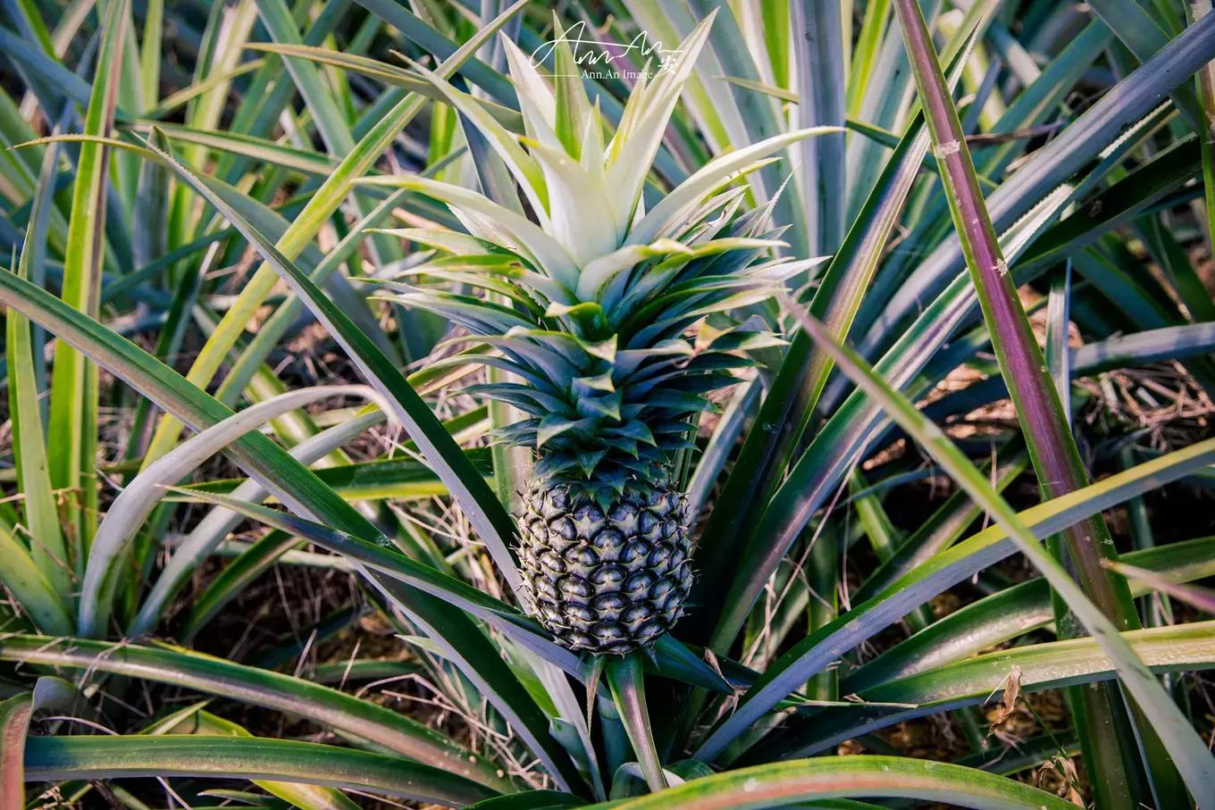 拥抱你的烈日暴雨，开启曼谷华新六日度假购物模式（下）